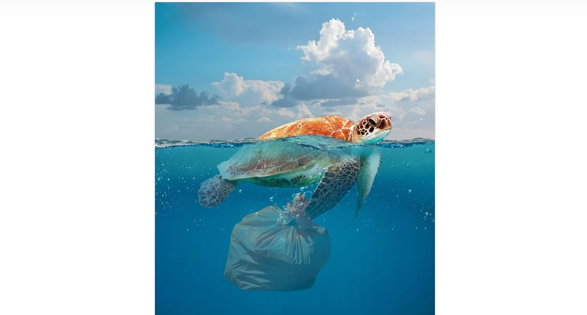 Marine Creature 