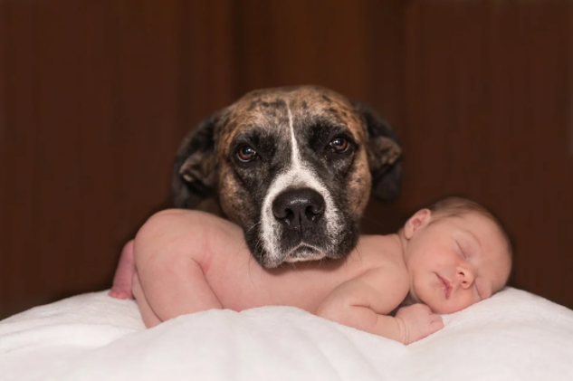 dog and baby