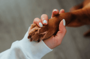 paw