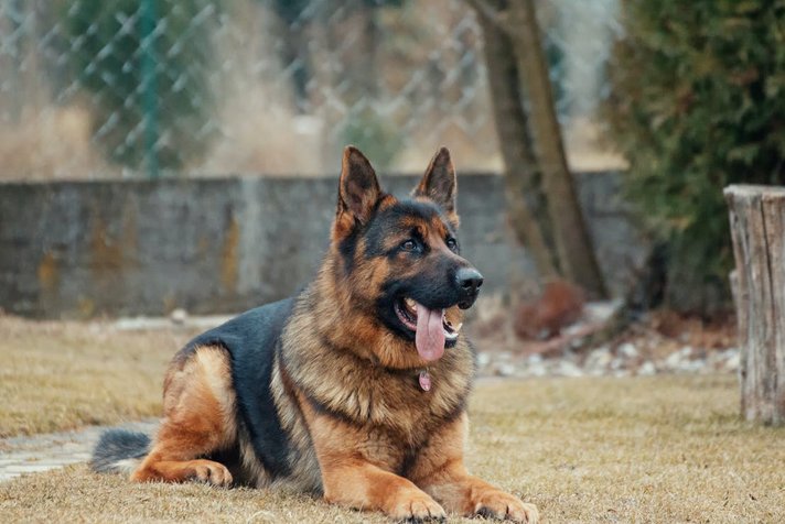 shepherd