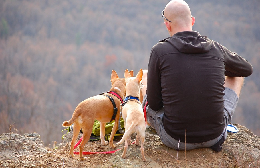 leash